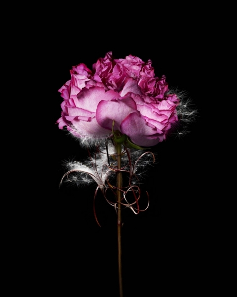 Photograph Sophie Rolland Hybrida_6 on One Eyeland